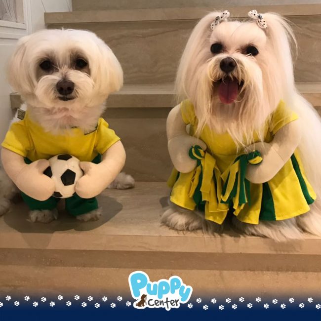 Chegaram as novas roupinhas 003-puppycenter