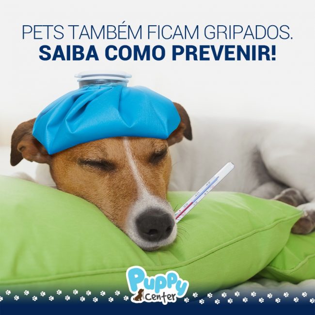 Pets também ficam gripados – social