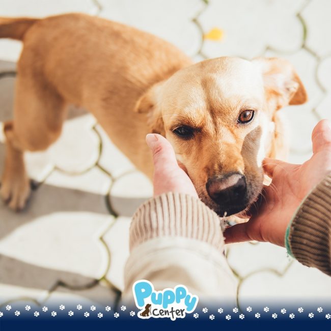evento de adoção frei caneca
